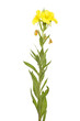 Oenothera