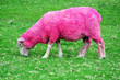 Pink Sheep