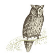 Hiboux petit duc