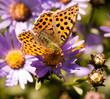 Argynnis pandora