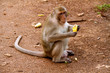 Photo: Monkey on Jungle of Thailand Monkey on Jungle of Thailand