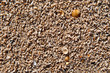 Muschelstrand