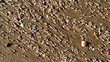 Muschelstrand 2