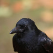 vogel