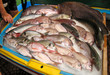 Pesce fresco