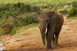 elefant kapstadt südafrika addo garden route