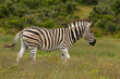 Zebra burchells garden route south africa afrika Zebra burchells garden route south africa afrika