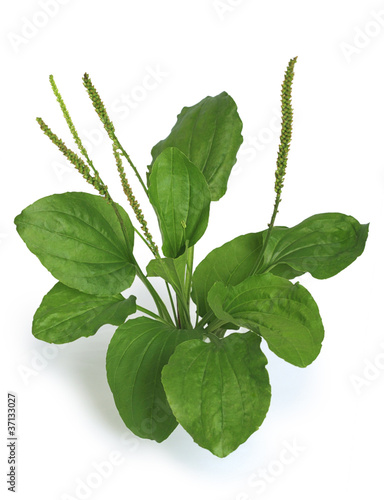 Photo: Greater Plantain (Plantago major) Greater Plantain (Plantago major)