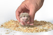 african pygmy hedgehog african pygmy hedgehog
