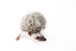 african pygmy hedgehog african pygmy hedgehog