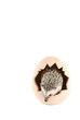 african pygmy hedgehog african pygmy hedgehog