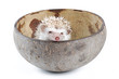 african pygmy hedgehog african pygmy hedgehog