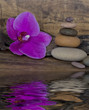 Foto: Orchidee und Wasser Orchidee und Wasser