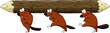 Beaver