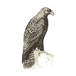 Aigle