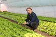 Farmer working in a greenhouse, planting salad Farmer working in a greenhouse, planting salad