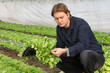 Farmer working in the greenhouse, planting salad