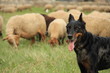 Agneau Paques Berger Bergerie Mouton Montagne Transhumance