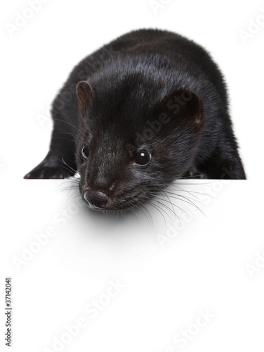 Photo: Black mink lying on a white banner Black mink lying on a white banner