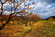 Photo: Autumn Sky In Napa Autumn Sky In Napa