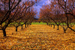 Photo: Napa Valley colors Napa Valley colors