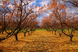 Photo: Napa Trees In Autumn Napa Trees In Autumn