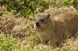 dassy klippschliefer südafrika garden route dassy klippschliefer südafrika garden route