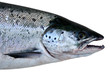 Wild salmon portrait isolated on white background