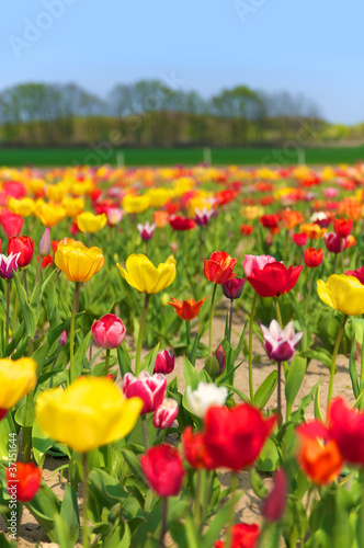 Foto: Tulpenfeld, Tulpenanbau, Gartenbau, Frühlingsblumen Tulpenfeld, Tulpenanbau, Gartenbau, Frühlingsblumen