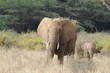 A mother elephant and her calf