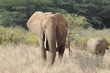A mother elephant and her calf