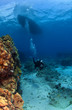 Scuba Diver exploring under the Boat