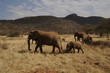 A mother elephant  walks with her calf in Masai Mara