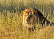 Lion du Kalahari Lion du Kalahari