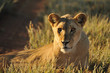 Lion du Kalahari Lion du Kalahari