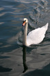 White swan