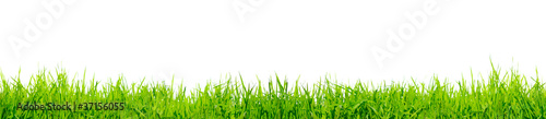 Photo: green grass green grass
