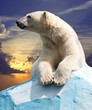 polar bear