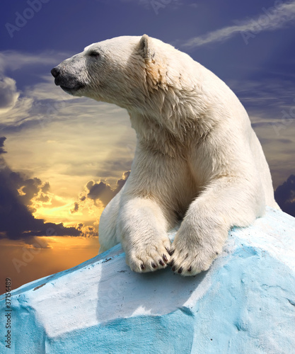 Photo: polar bear polar bear