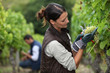 Woman harvesting grapes