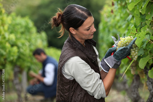 Photo: Woman harvesting grapes Woman harvesting grapes