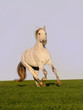 white horse in field