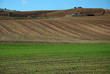produzione del foraggio nei campi agricoli