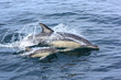 Dauphins communs