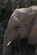 African bush elephant