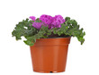 Purple decorative cabbage