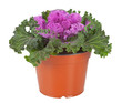 Decorative Purple Kale or cabbage