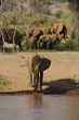 African bush elephant in Masai Mara, Kenya