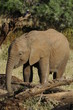African elephant in the Masai Mara Park, Kenya