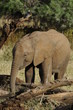 A young african elephant & kingfisher in the Masai Mara, Kenya